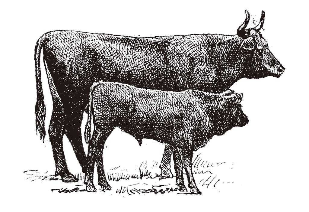 黒毛和牛の歴史